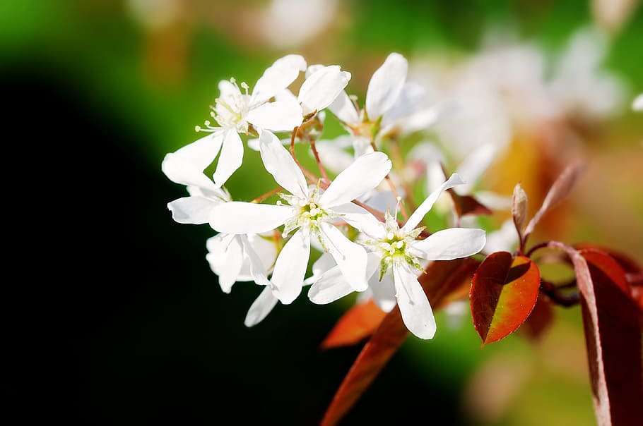 Flowers, White, Spring, Tree, ornamental tree, garden, nature HD wallpaper