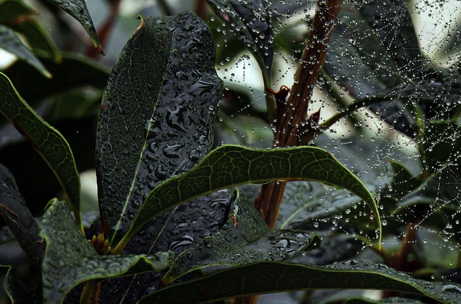 leaf, rain, web, nature, tree, drops, italy, autumn, plant HD wallpaper