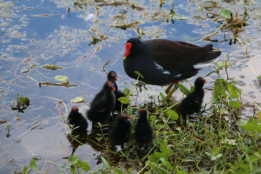 Chicks, Wildlife, morehen, animal, one animal, animal themes HD wallpaper