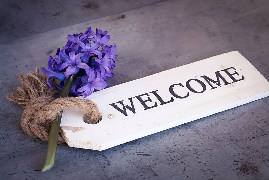 purple hyacinth and white wooden welcome tag, flower, blue, blue flower