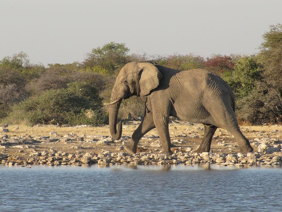 wildlife, elephant, namibia, animal, animal themes, animals in the wild HD wallpaper