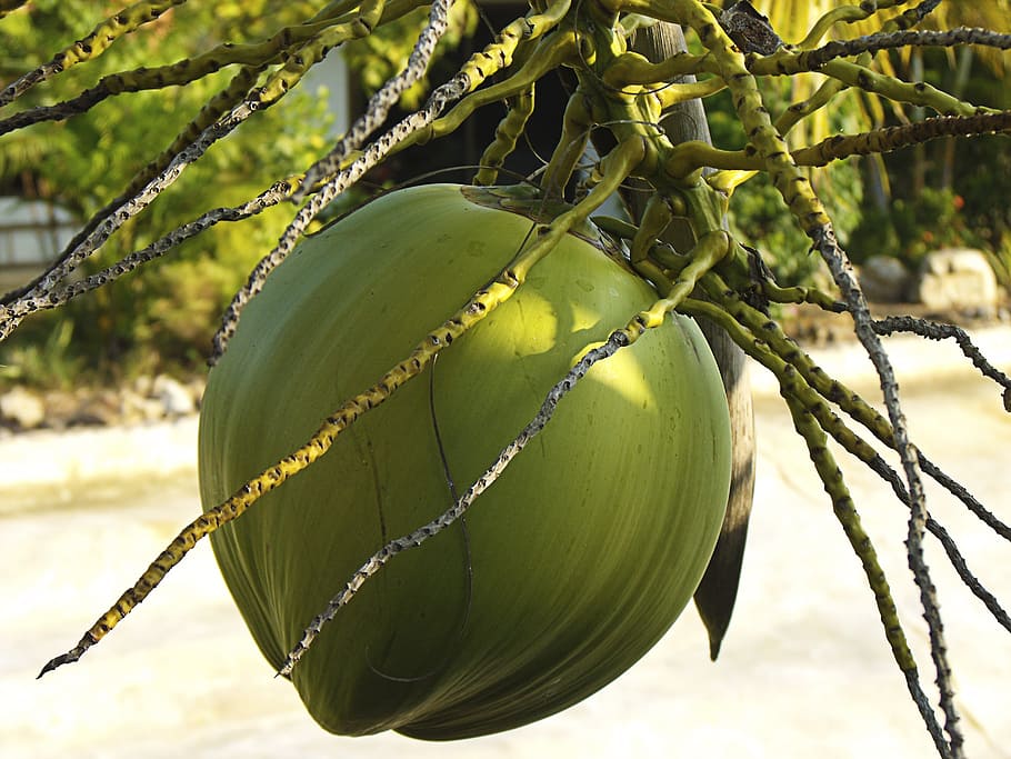 green coconut, Coconut Tree, Close, green color, fruit, no people HD wallpaper