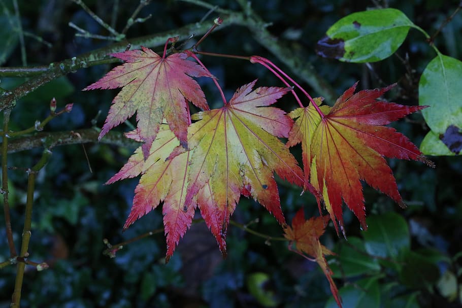 leaves, acer, fall, autumn leaf, maple leaves, wet leaves, plant part