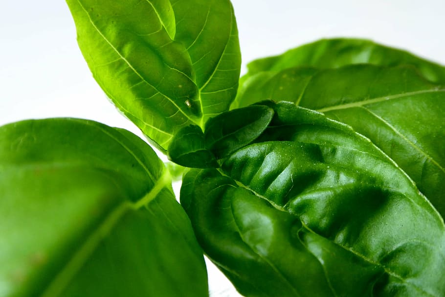 green leafed plants, basil, herbs, spice, eat, healthy, mediterranean HD wallpaper