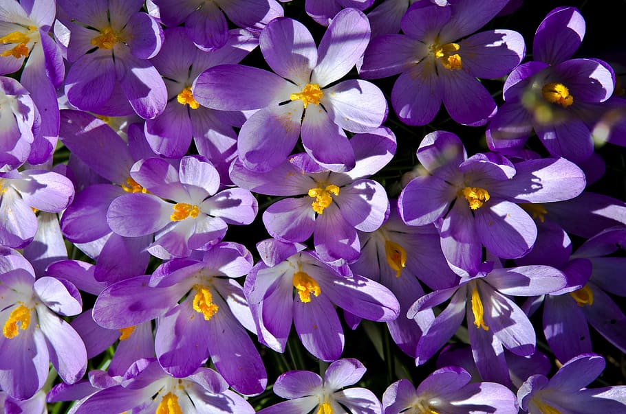 crocus, purple, spring, blossom, bloom, spring flower, petal HD wallpaper