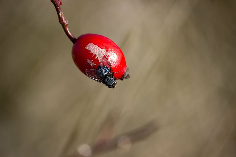 fly, rose hip, red, berry, insect, vermin, fruit, macro, close-up HD wallpaper
