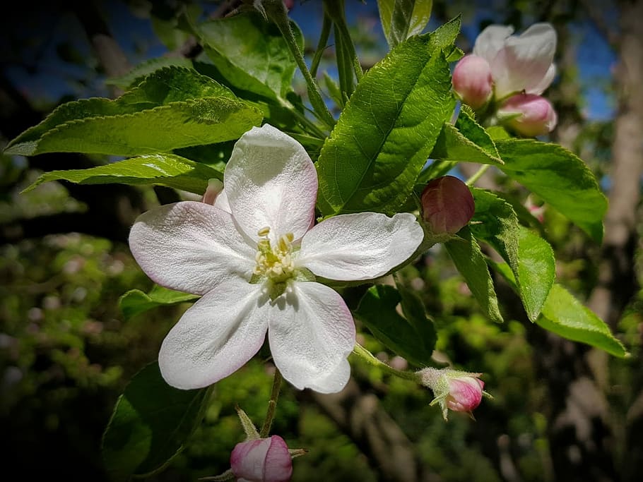 apple tree, flower, flowering, garden, spring, pink flower HD wallpaper