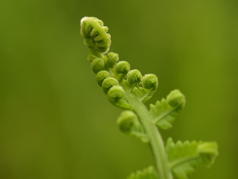 fern, roll, young frond, leaf, flora, macro, growth, nature HD wallpaper
