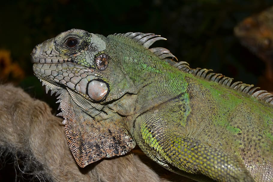reptile, terrarium, creature, lizard, close, green, animal HD wallpaper