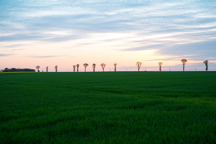 sunset, evening, clouds, environment, sky, grass, cloud - sky HD wallpaper