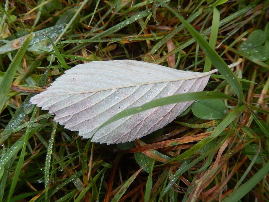 leaf, pre, nature, growth, plant, beauty in nature, plant part HD wallpaper
