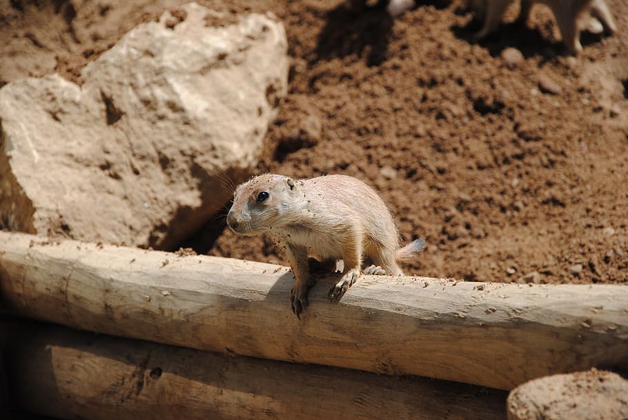 lemming, desert, eye, head, looking, sand, animal, face, portrait HD wallpaper