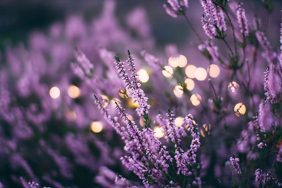 tilt shift lens pink fetal flowers, macro shot of purple flowers HD wallpaper