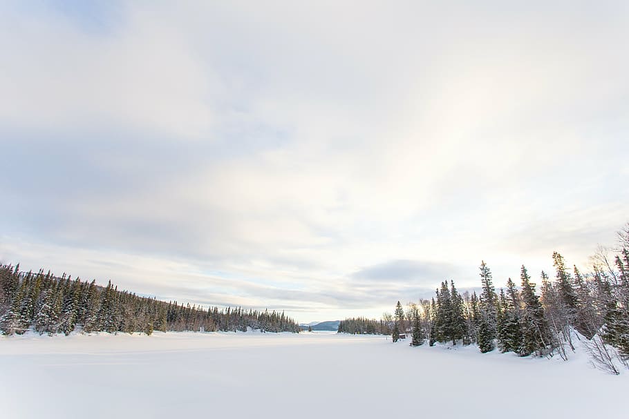 pine trees filled with snow, white, winter, plant, nature, landscape HD wallpaper