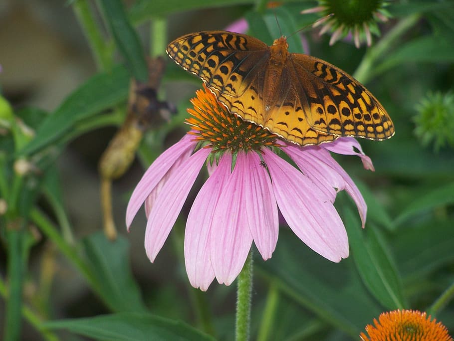 Butterfly, Flower, Nectar, Spring, summer, insect, pattern HD wallpaper