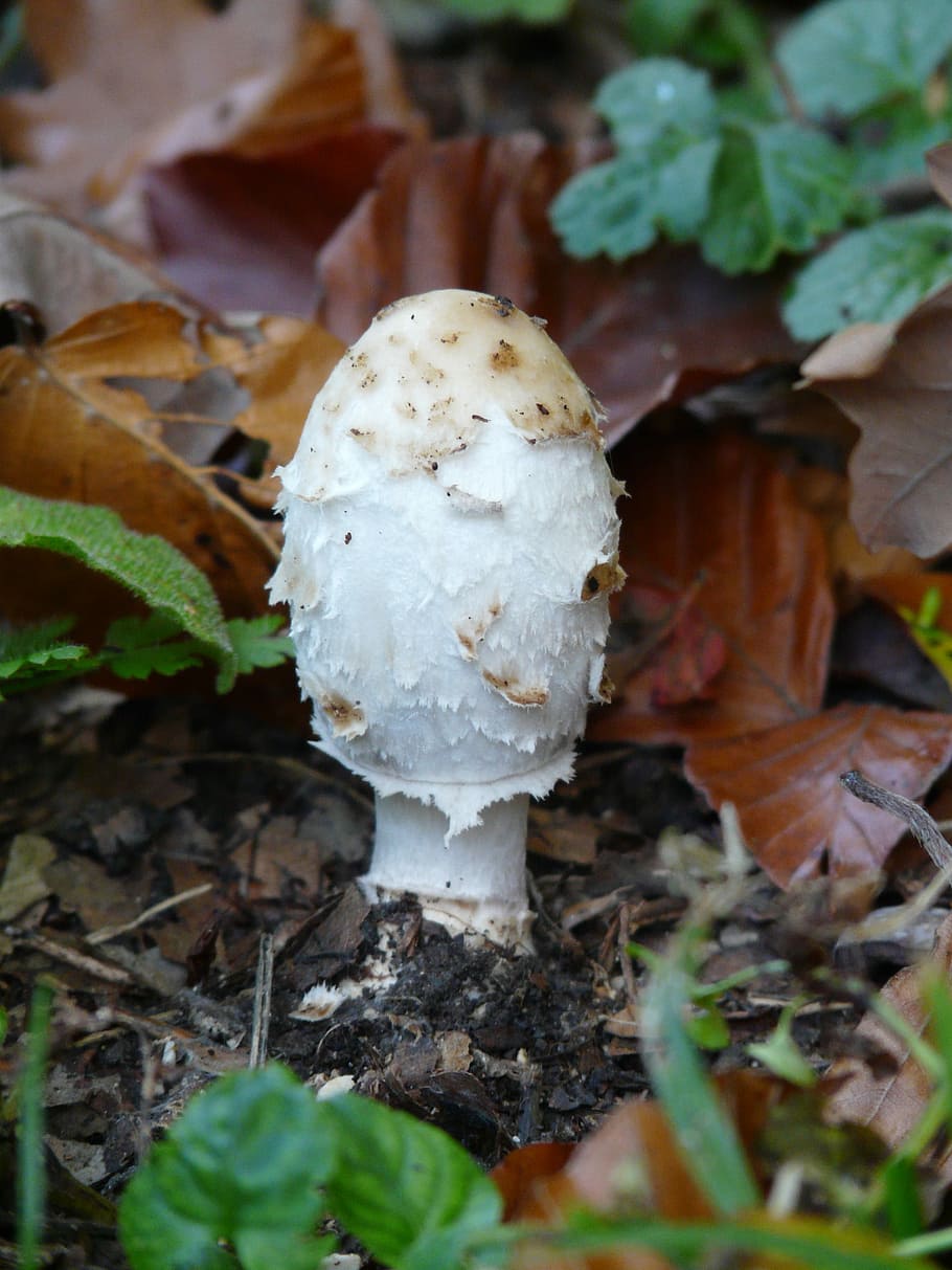 Mushroom, Launchy, young, comatus, schopf comatus, mushrooms HD wallpaper