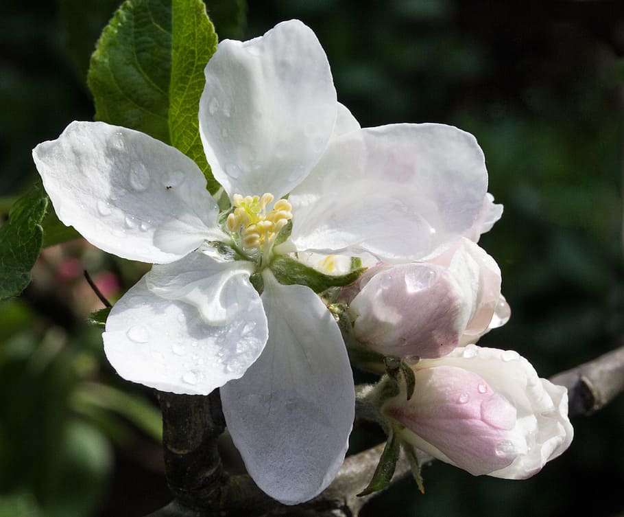 Apple, Blossom, Flower, Bloom, Spring, white petals, drops HD wallpaper