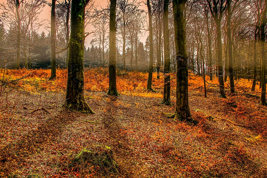 man's eye view of bald trees, autumn, forest, leaf, nature HD wallpaper