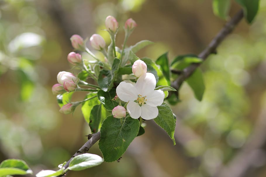 spring, apple tree, bloom, flowers, nature, blooming apple tree HD wallpaper
