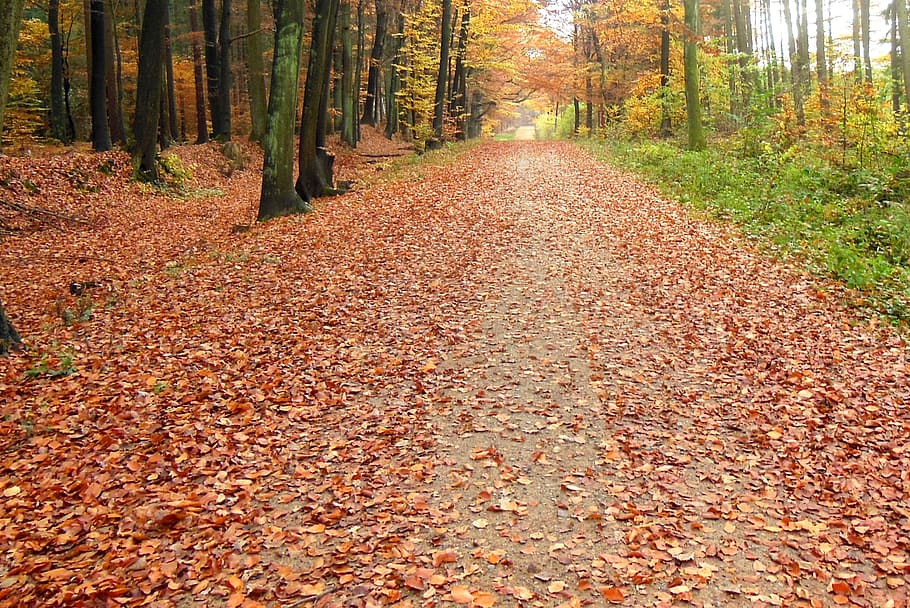 autumn, forest, nature, leaves, fall foliage, fall color, october HD wallpaper