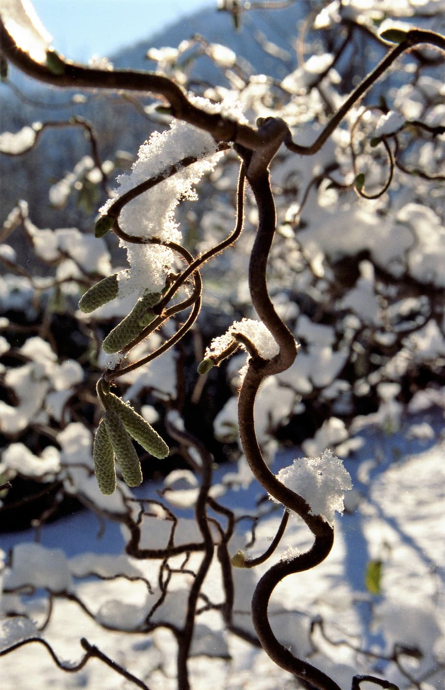 snow, ice, branch, winter, cold, frozen, plant, nature, growth