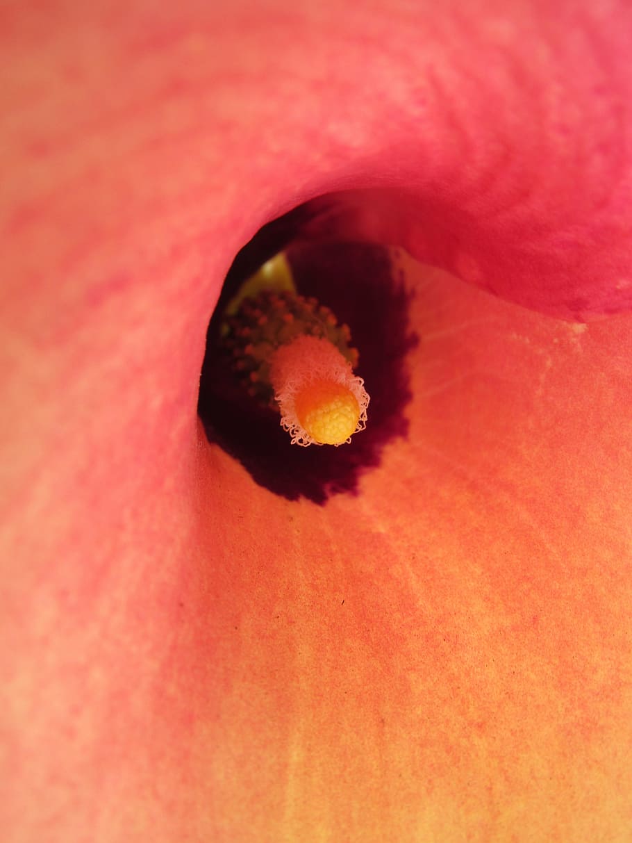calla, flower, macro, red, orange, close-up, extreme close-up HD wallpaper