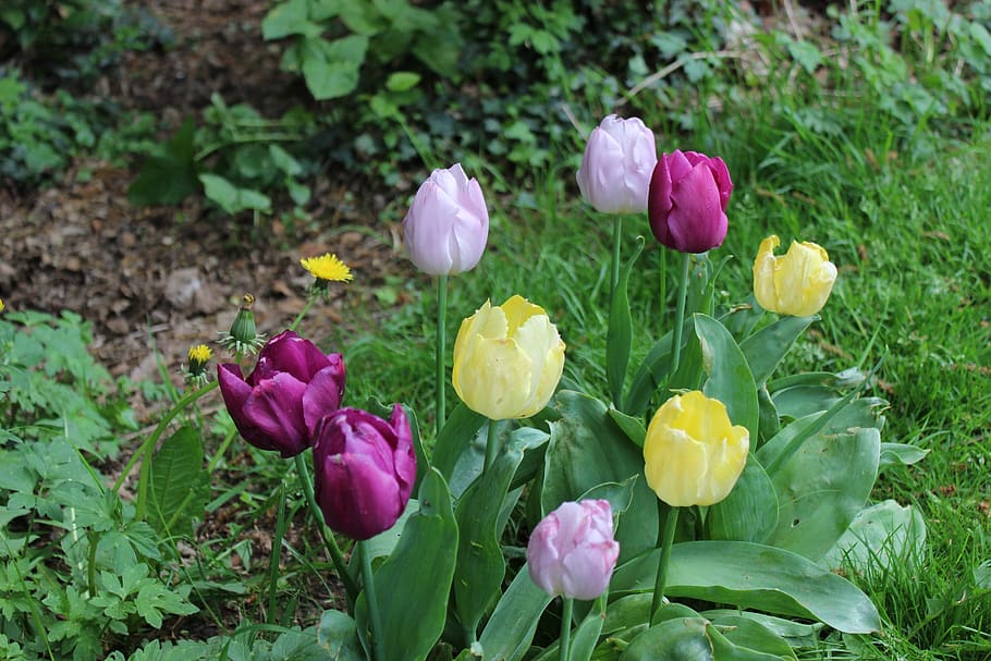 flower, spring, plant, flowering plant, beauty in nature, freshness HD wallpaper