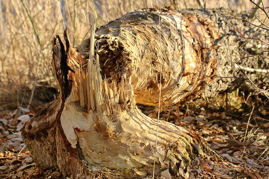 beaver eating, tree, like, eroded, land, day, nature, focus on foreground HD wallpaper