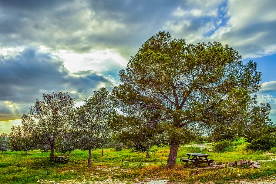 copse, trees, nature, forest, landscape, coppice, countryside HD wallpaper