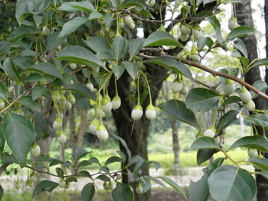 styrax, styrax styrax genera, nuts, green fruit, summer, food and drink HD wallpaper
