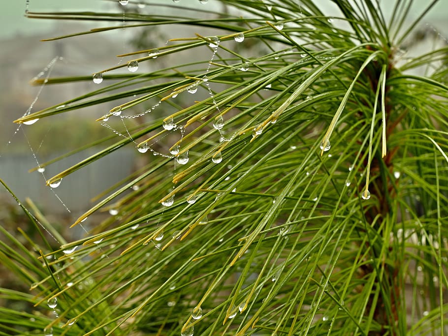 pine, tree, droplets, autumn, hazy, weather, plant, green color HD wallpaper