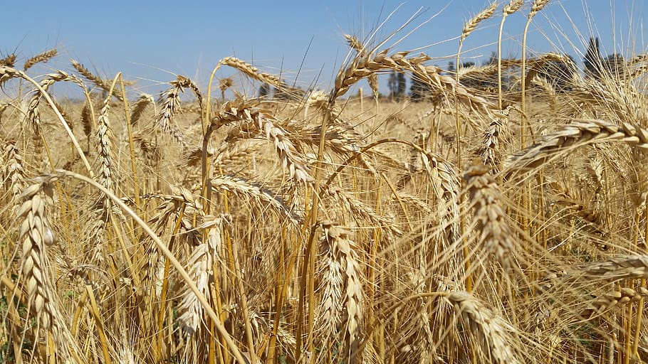 wheat, yellow, summer, agriculture, cereal plant, crop, field HD wallpaper