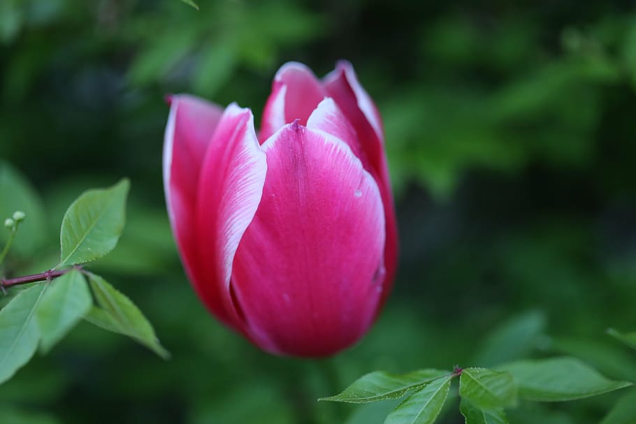tulip, flower, purple, spring, flowers, nature, colorful, close HD wallpaper