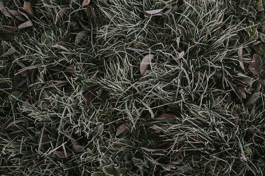 brown grass with dried leaves, field, leaf, frost, plant, growth HD wallpaper