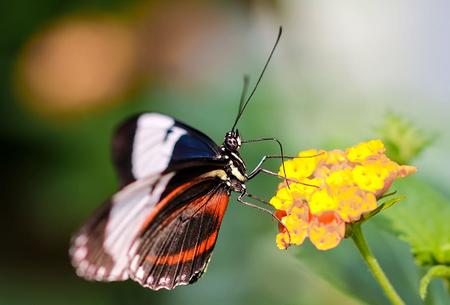 butterfly, insect, wing, probe, close, nectar, blossom, bloom HD wallpaper