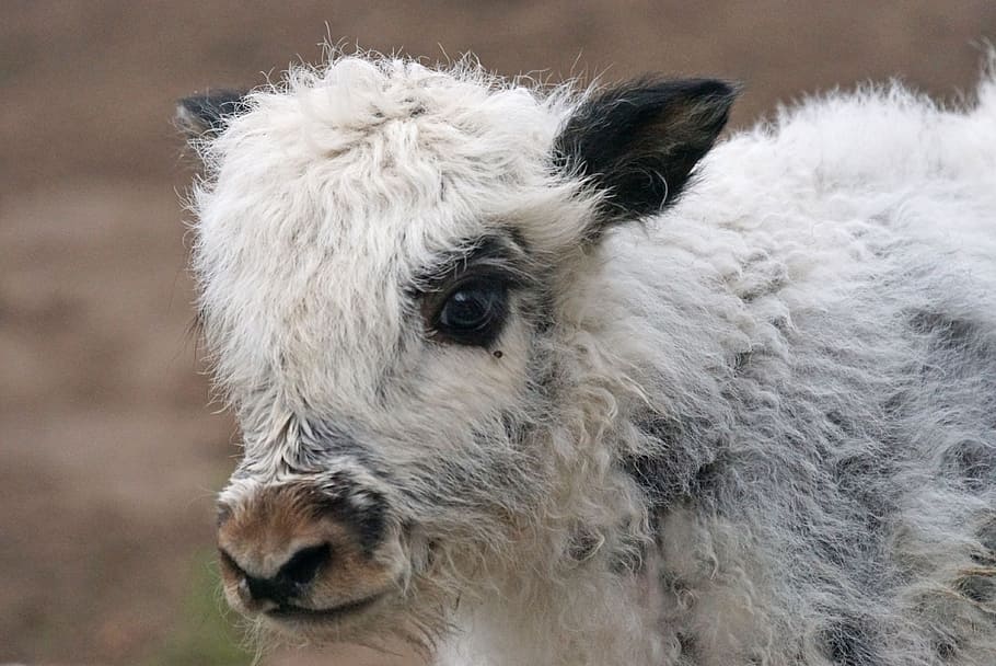 wildlife photography of white animal, yak, beef, highland beef HD wallpaper