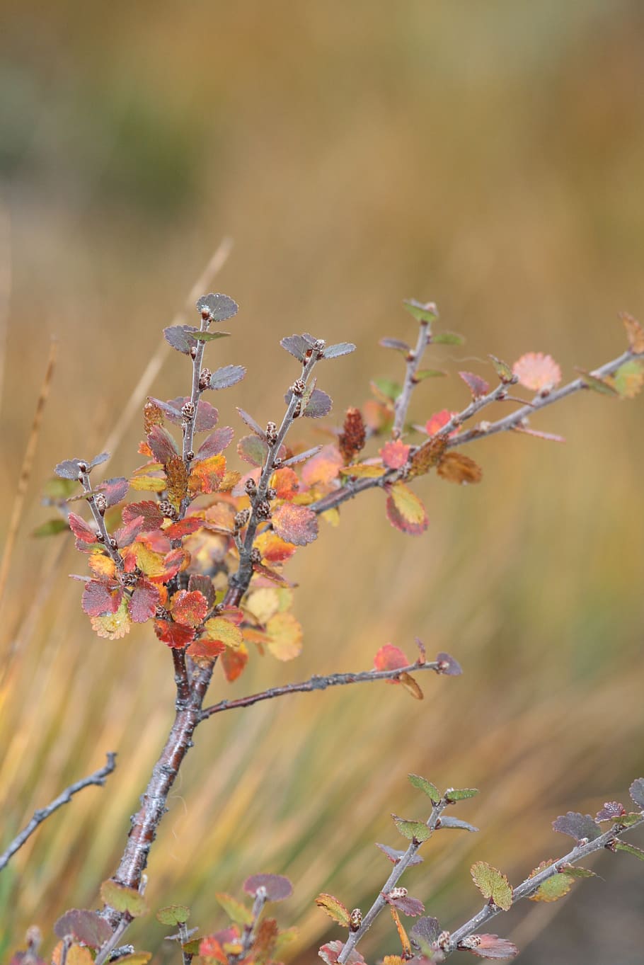plant, flora, nature, fall, growth, beauty in nature, flowering plant HD wallpaper