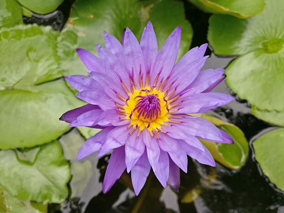 Lily, Spring, Purple, flower, petal, nature, fragility, beauty in nature HD wallpaper