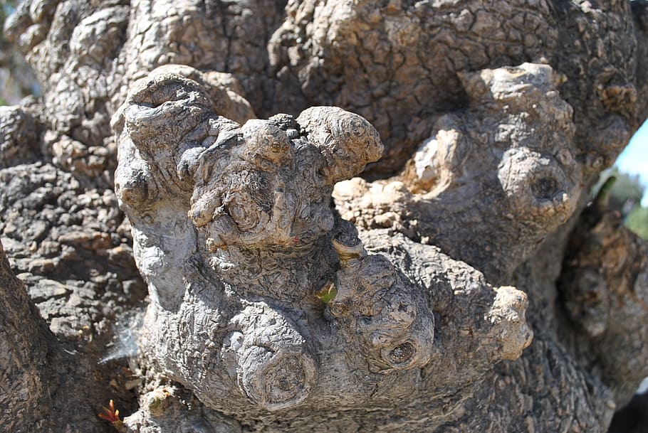 tree, log, nature, bark, day, no people, solid, textured, close-up HD wallpaper