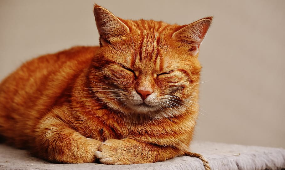 orange tabby cat, red, sleep, cute, mackerel, tiger, sweet HD wallpaper