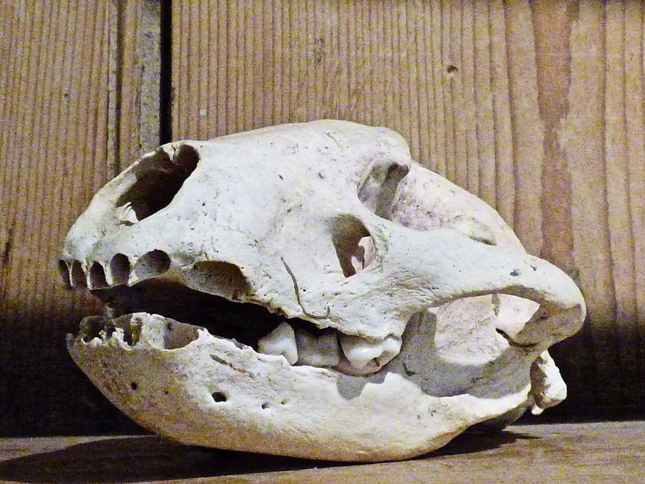 Skull, Animal, Skeleton, Dead, Wildlife, trophy, natural, animal skull HD wallpaper