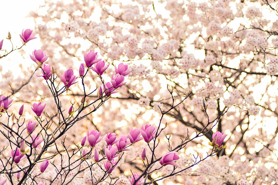 pink cherry blossom tree, japan, landscape, spring, plant, flowers, HD wallpaper