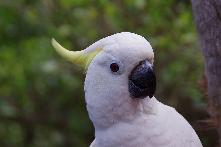 selective focus photography of sulphur-crested cockatoo, Parrot, HD wallpaper