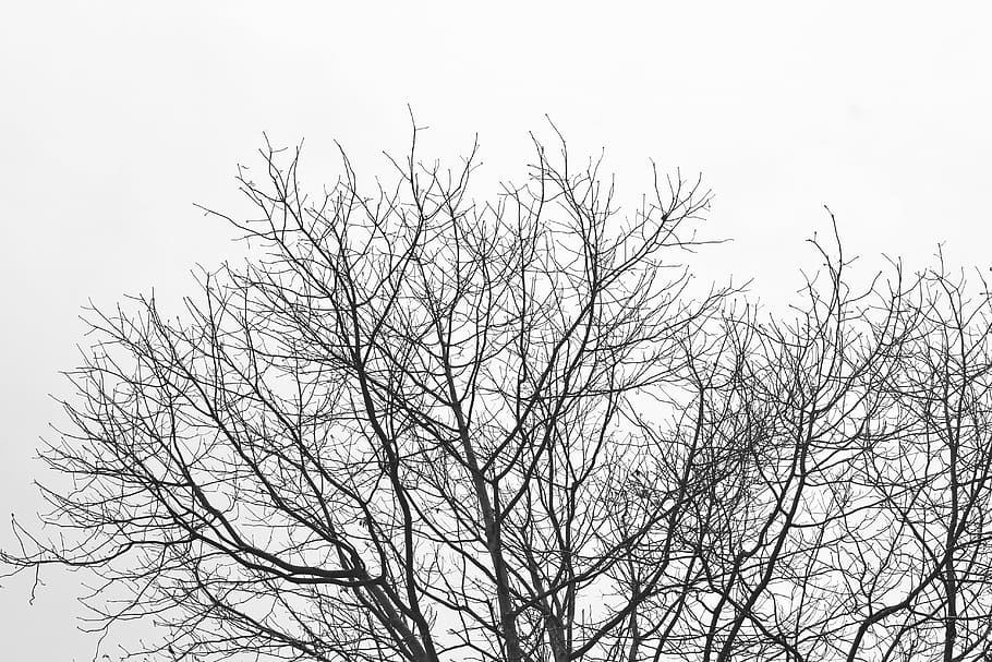 desktop, abstract, nature, tree, pattern, black-and-white, branches HD wallpaper