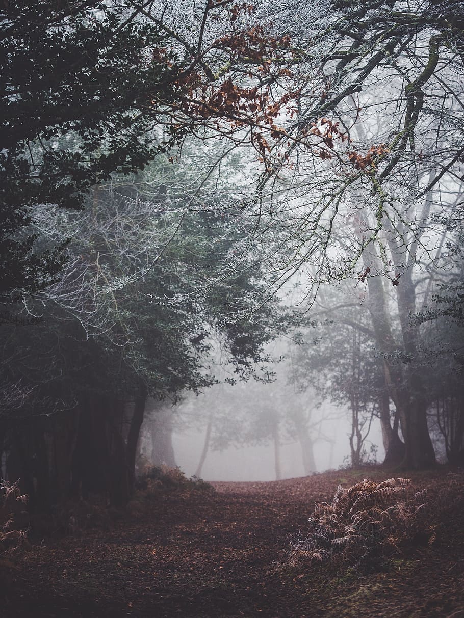 HD wallpaper: plants, trees, pine, grass, dry, leaves, scattered