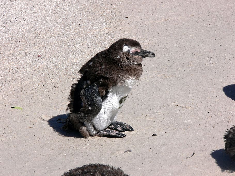 Molting, Beach, Feathers, Penguin, simon town, south africa HD wallpaper