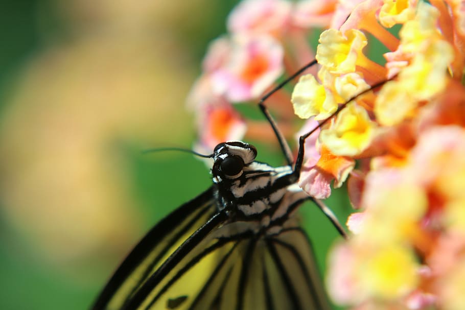 butterfly, insect, macro, compound, nature, butterfly - Insect HD wallpaper