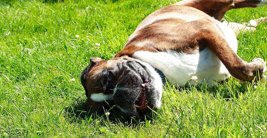 dog, boxer, turf, grass, animal themes, mammal, vertebrate HD wallpaper