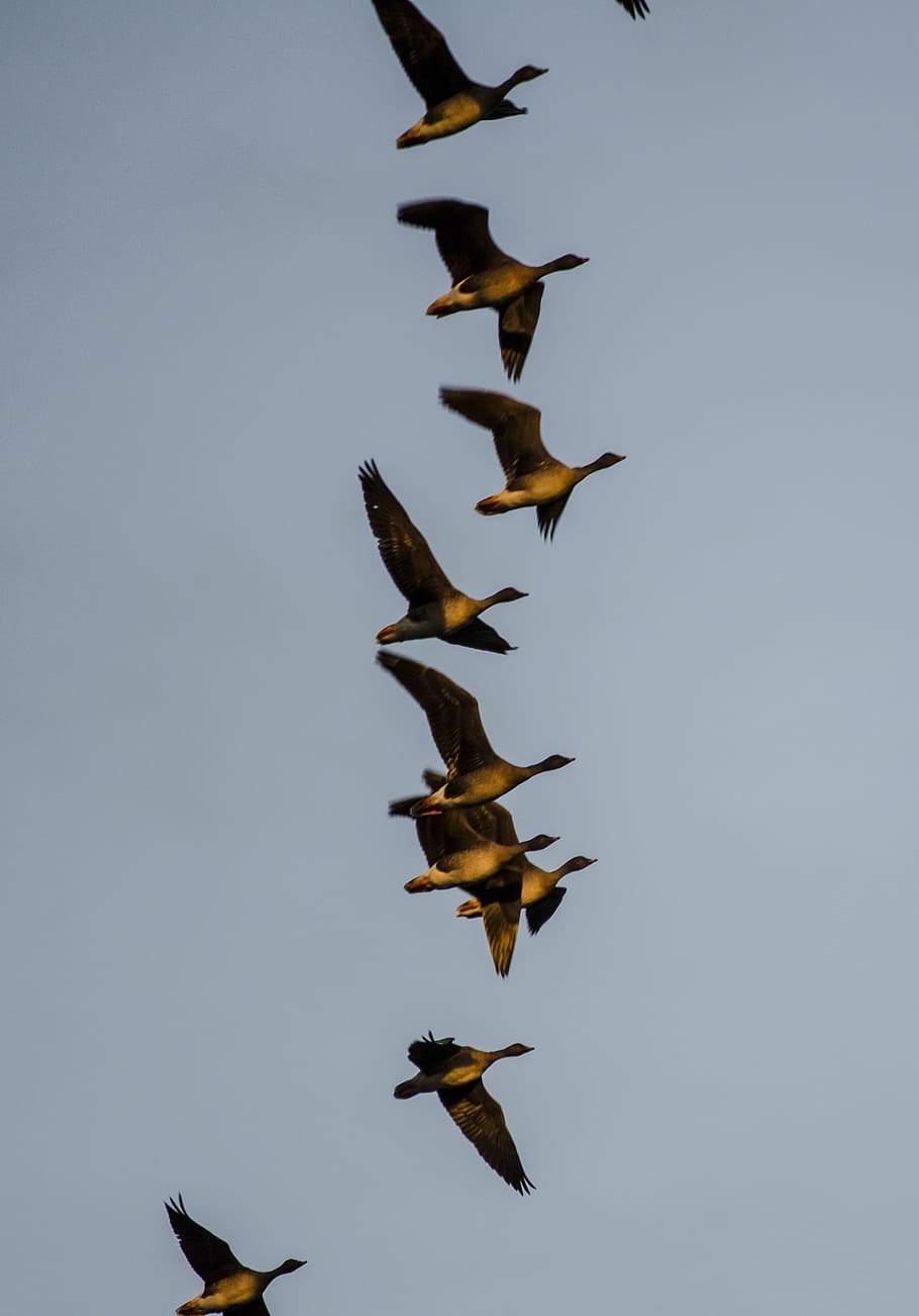 geese, migratory birds, fly, flying, sky, group of animals HD wallpaper