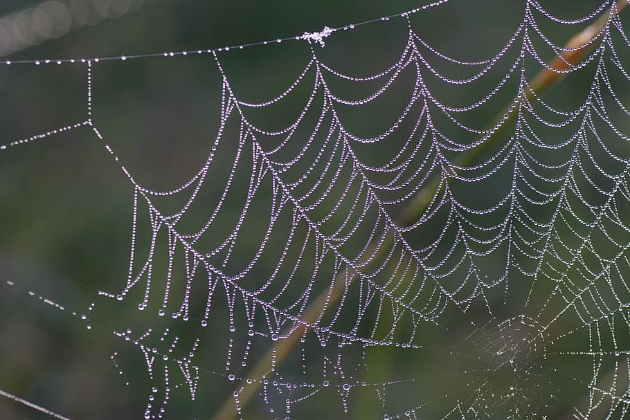 cobweb, spider, spiderweb, trap, pattern, bug, wildlife, nature HD wallpaper